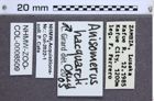 Etikette zu Anisomerus hacquardi (NHMW-ZOO-COL-0008509)